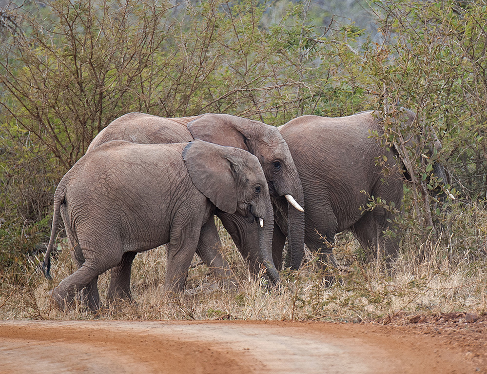 Madikwe Game Reserve Elephants Crossing 2